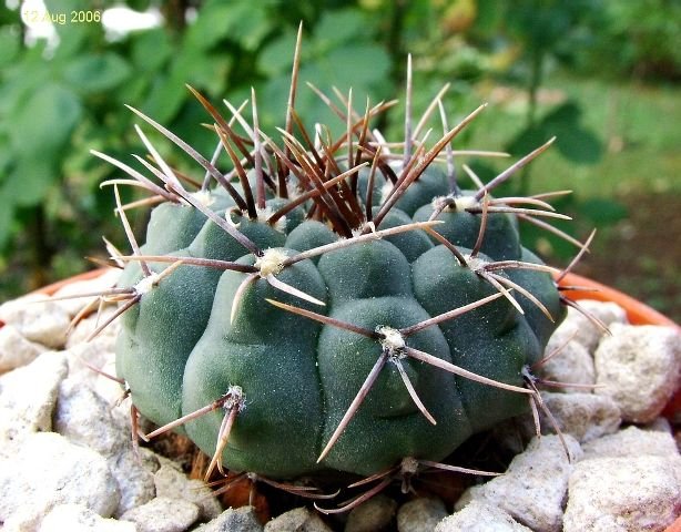 Gymnocalycium_ ochoterenae _ssp.ochoterenae_ GC11.02_ 02